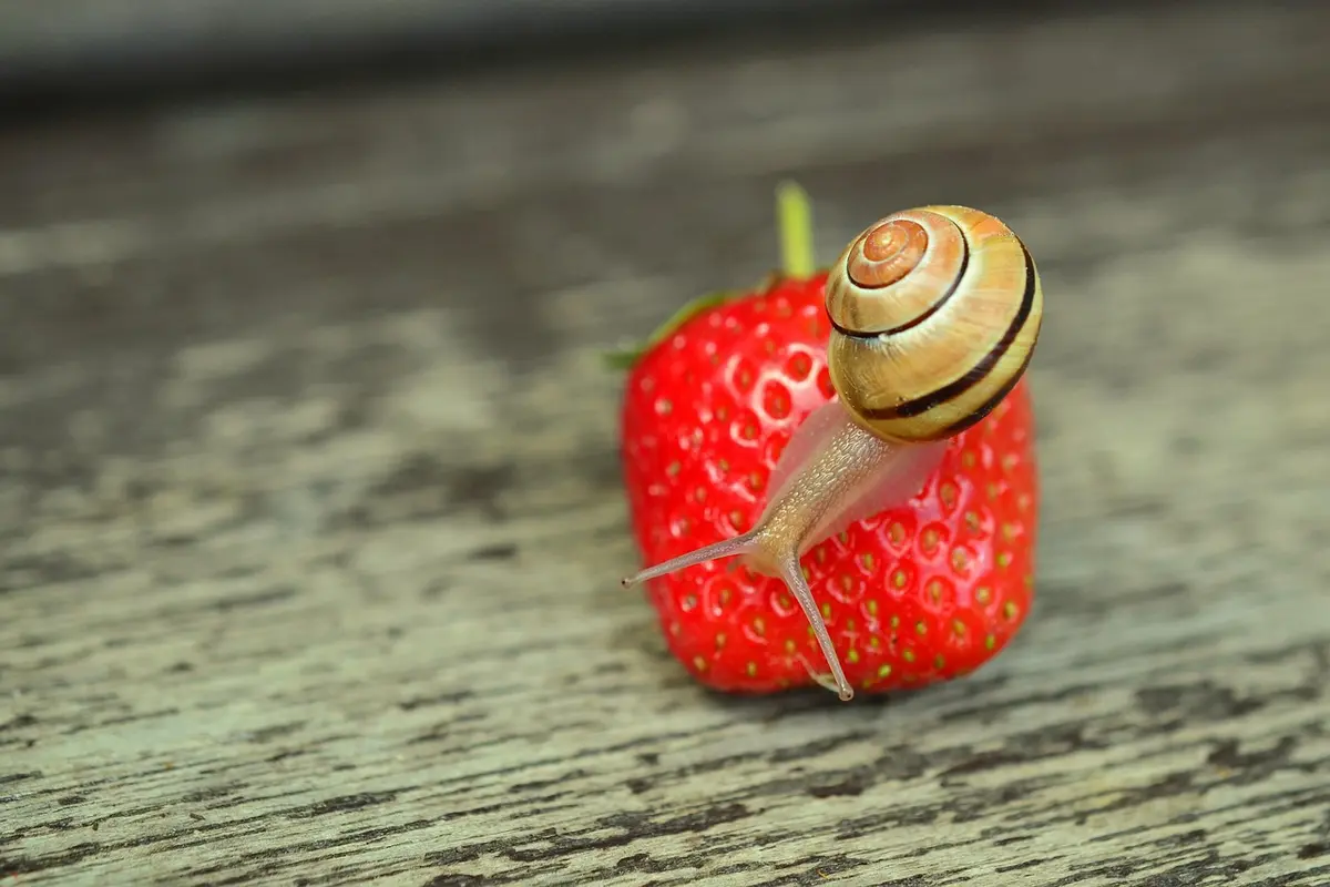 O que é Shell