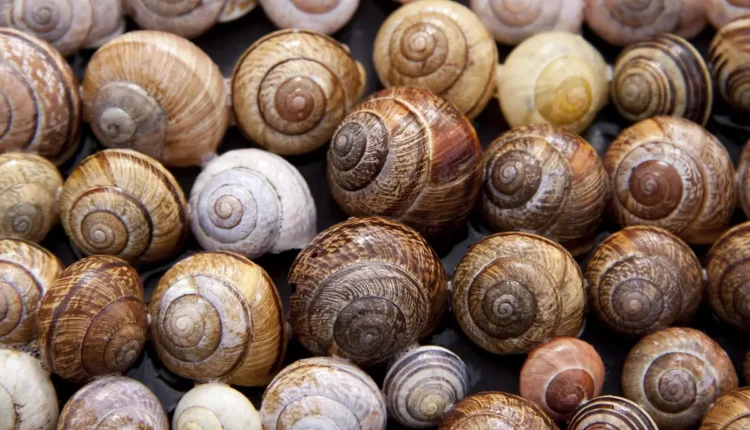 O que é Shell e como ele dá superpoderes para programadores e administradores